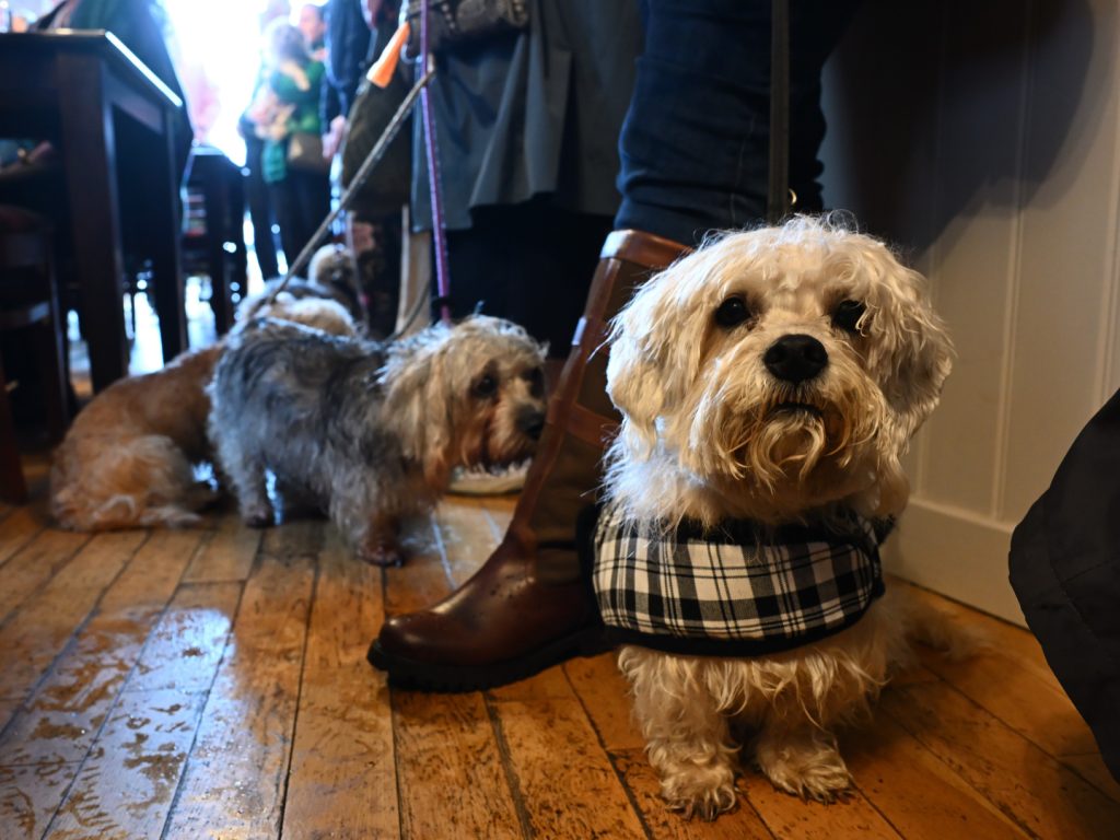 Dandie Dinmont celeberations 2025