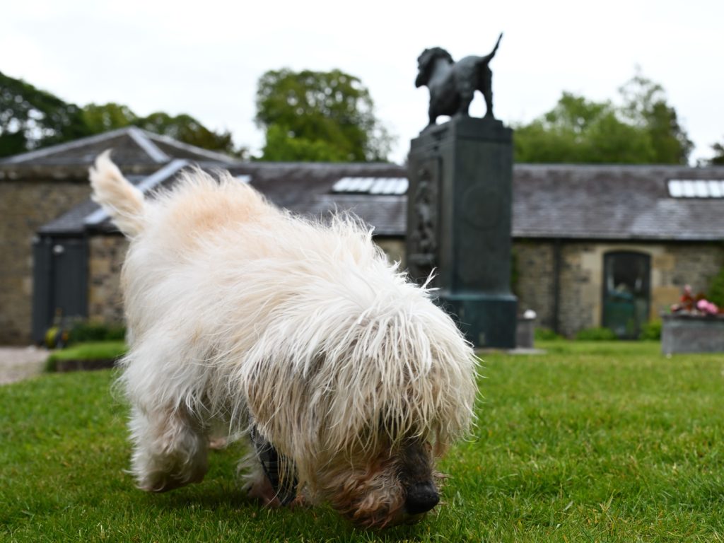 Dandie with Old Ginger statue in the background