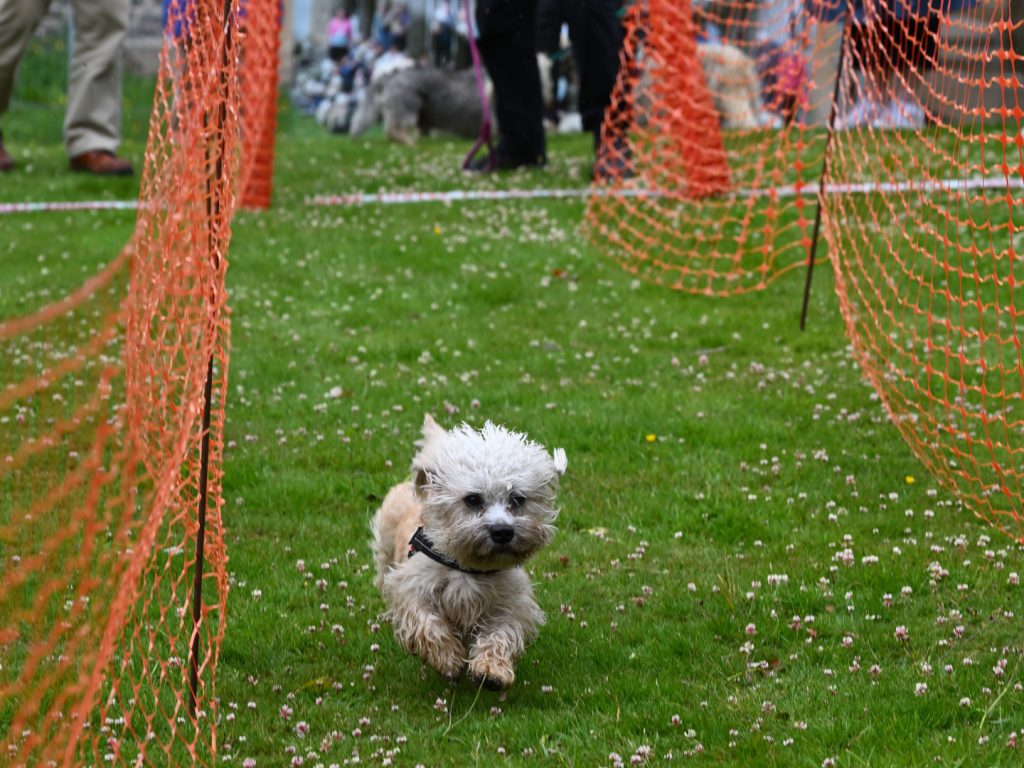 Dandie racing