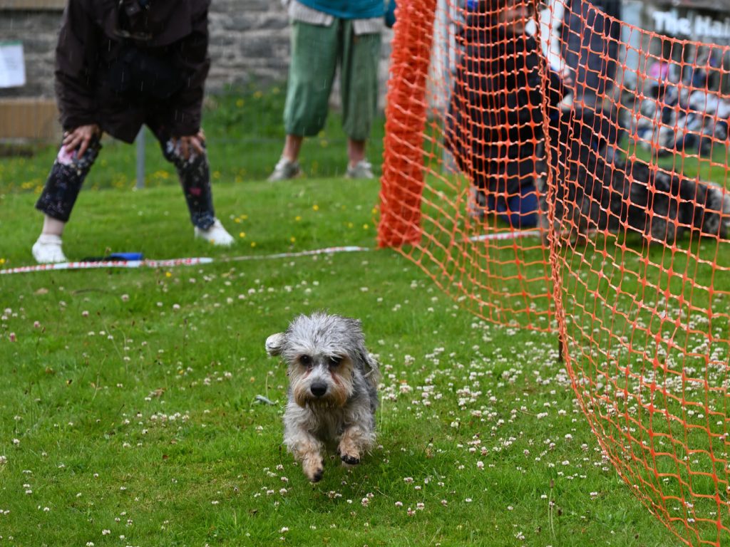 Dandie racing