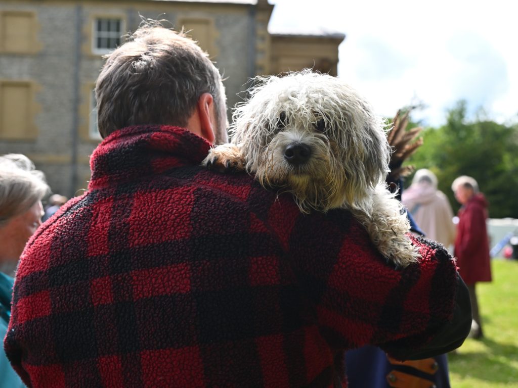 Dandie Dinmont terrier